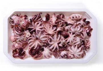 BABY OCTOPUS