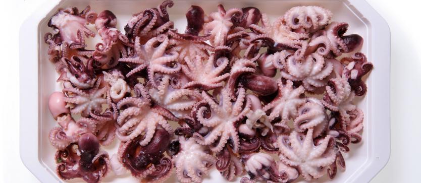 BABY OCTOPUS